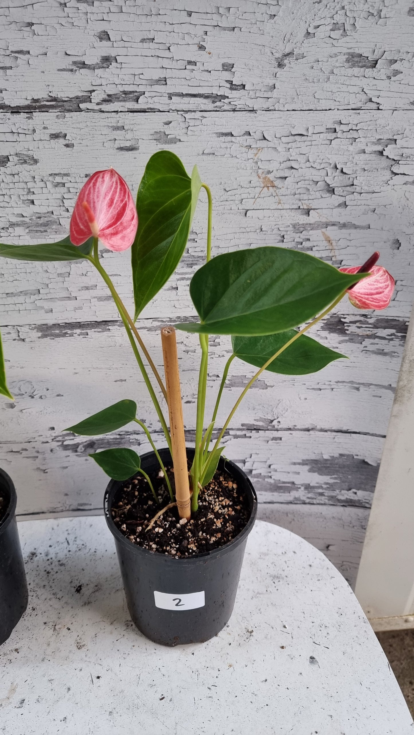 Anthurium andreanum 'Livium Ruby' - Flamingo Flower