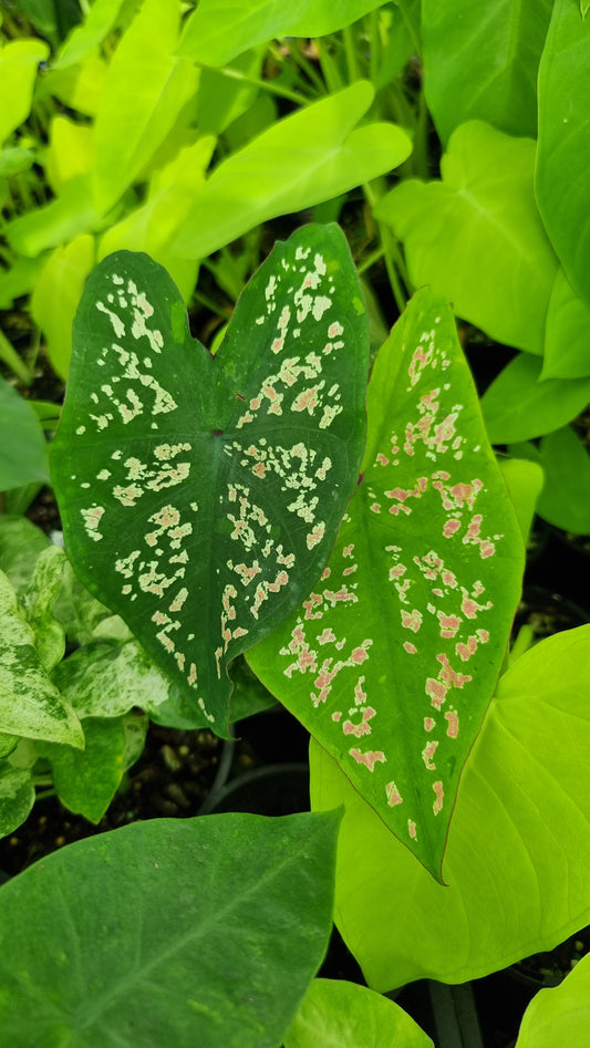 Caladium bicolour 'Pink Jade'