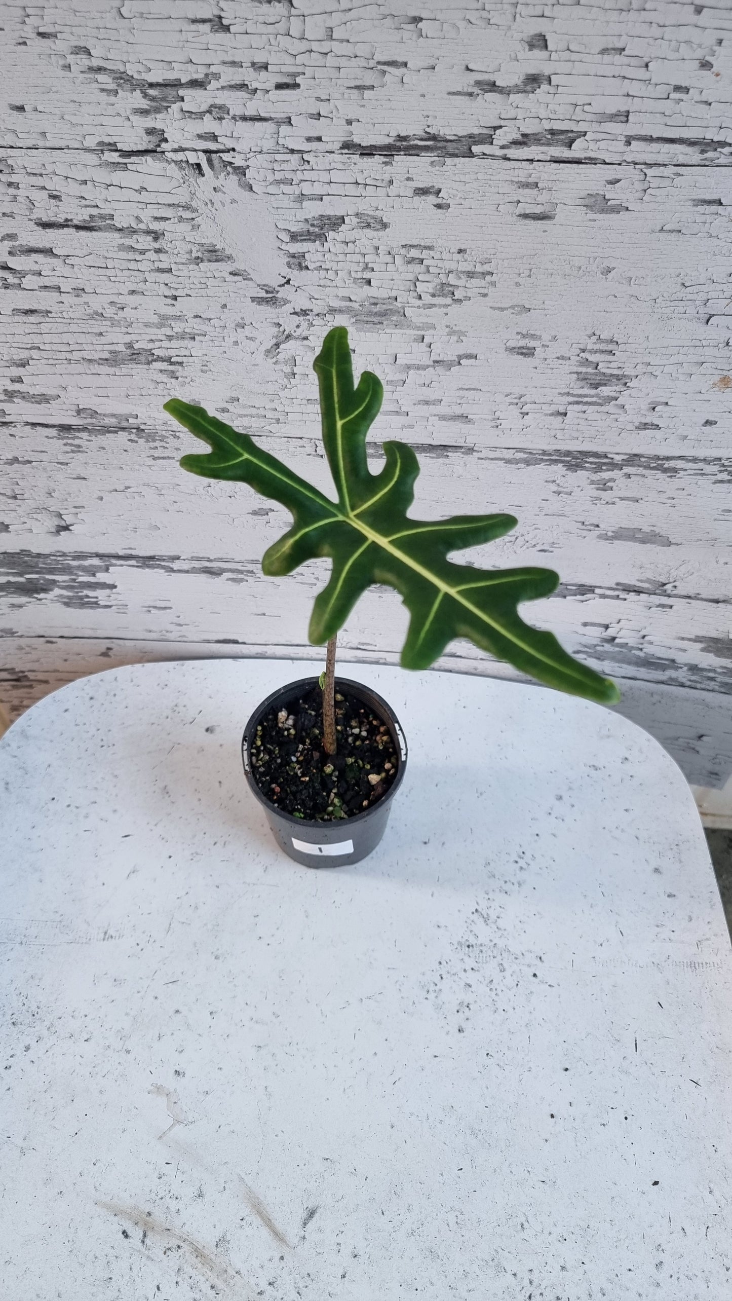 Alocasia portei - Malaysian Monster