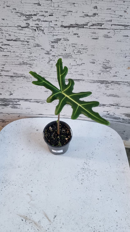 Alocasia portei - Malaysian Monster