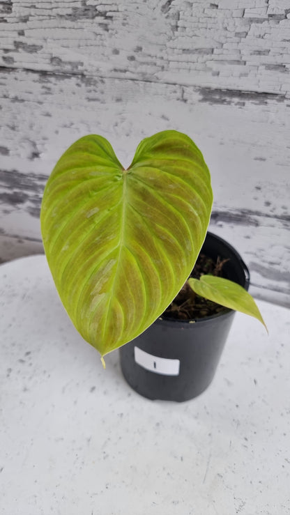 Philodendron verrucosum x sodiroi 'Majestic' - Climbing Aroid