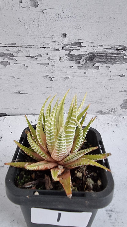 Haworthia fasciata variegata - 雜色斑馬植物