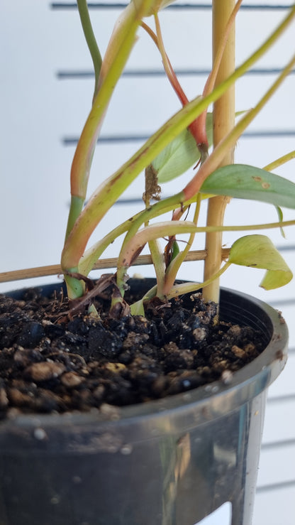 Philodendron sodiroi TC (syn P. sodirini)