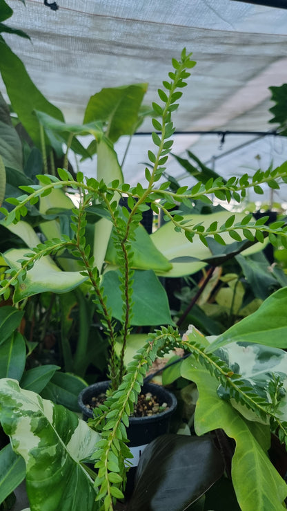 Phlegmariurus (syn. Huperzia) phlegmarioides 'QLD Layered' - Tassel Fern