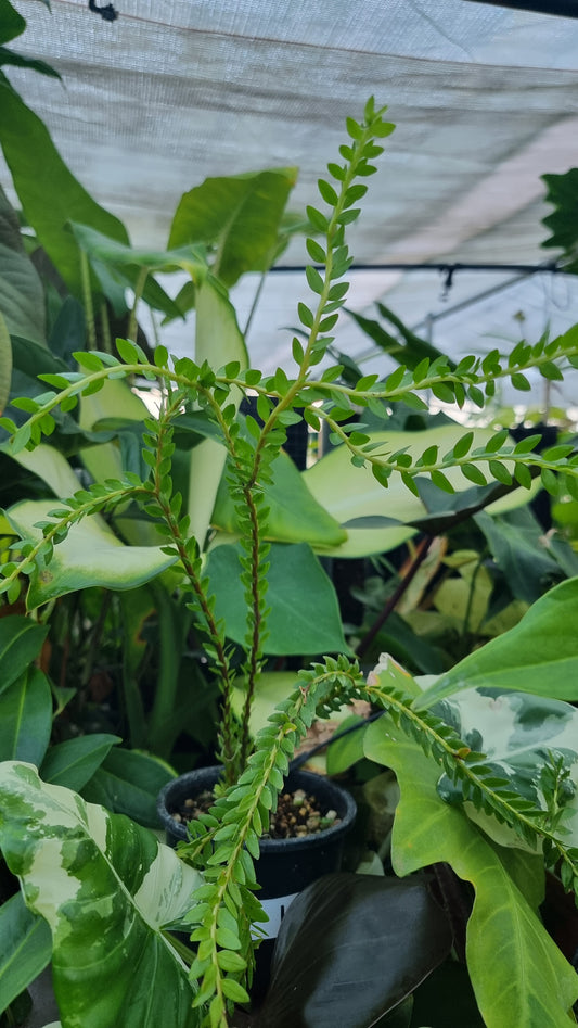 Phlegmariurus (syn. Huperzia) phlegmarioides 'QLD Layered' - Tassel Fern