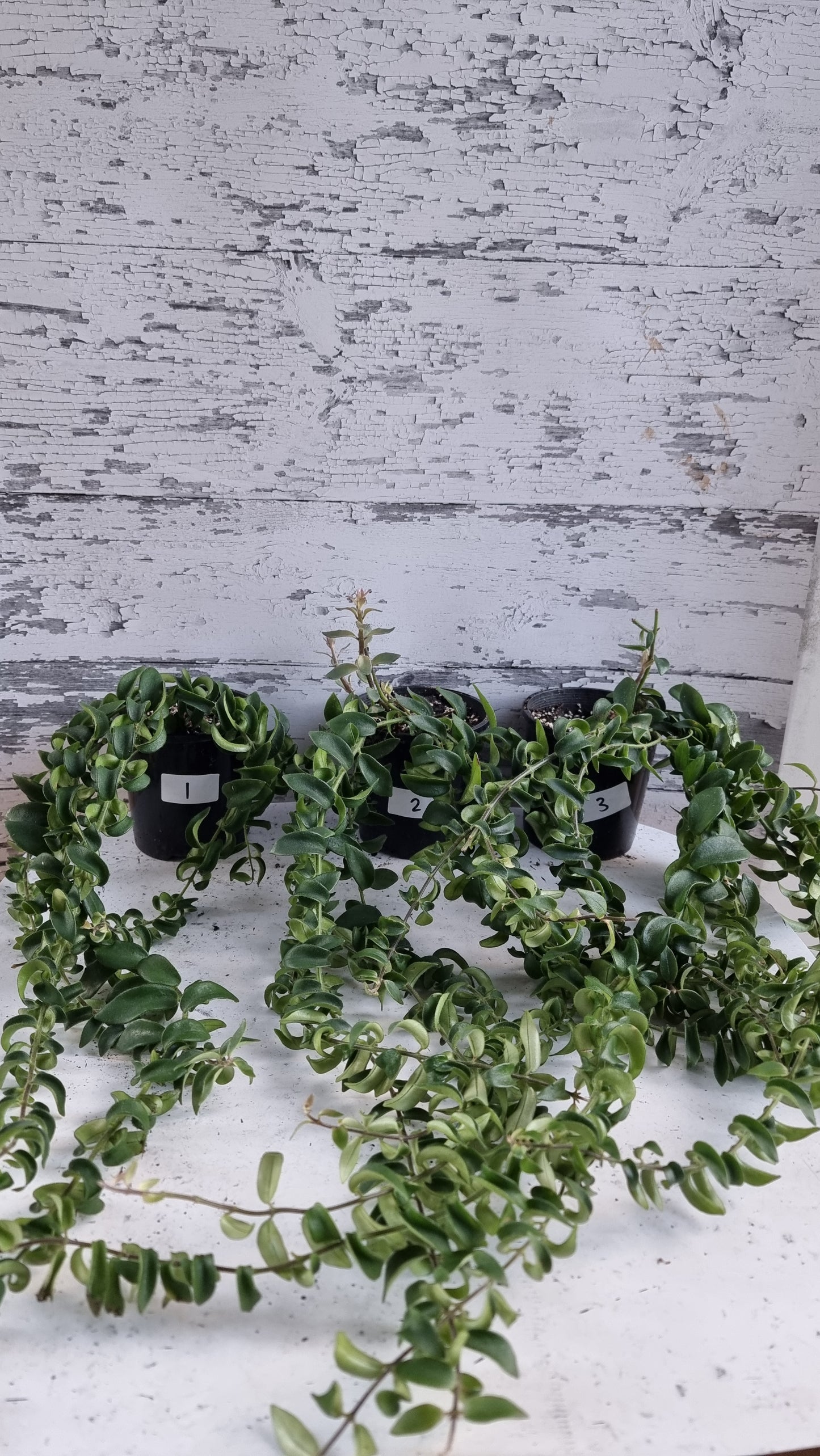 Aeschynanthus radicans 'Curly' - Lipstick Plant