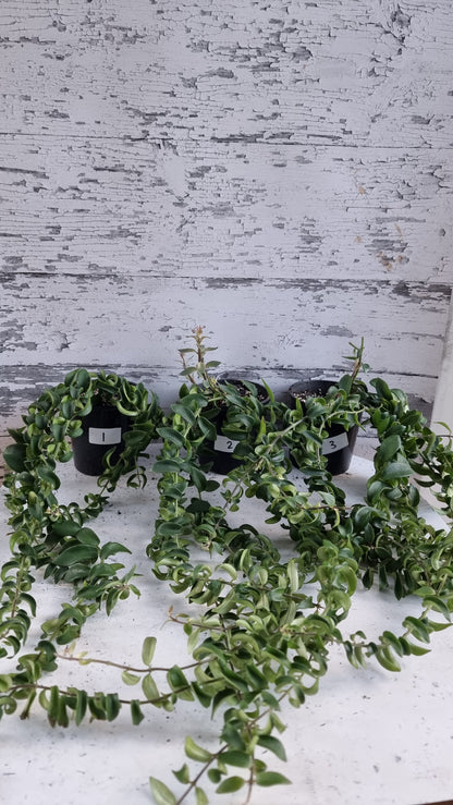 Aeschynanthus radicans 'Curly' - Lipstick Plant