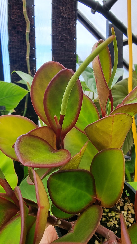 Peperomia clusiifolia 'Red Edge' - Red Edge Radiator Plant