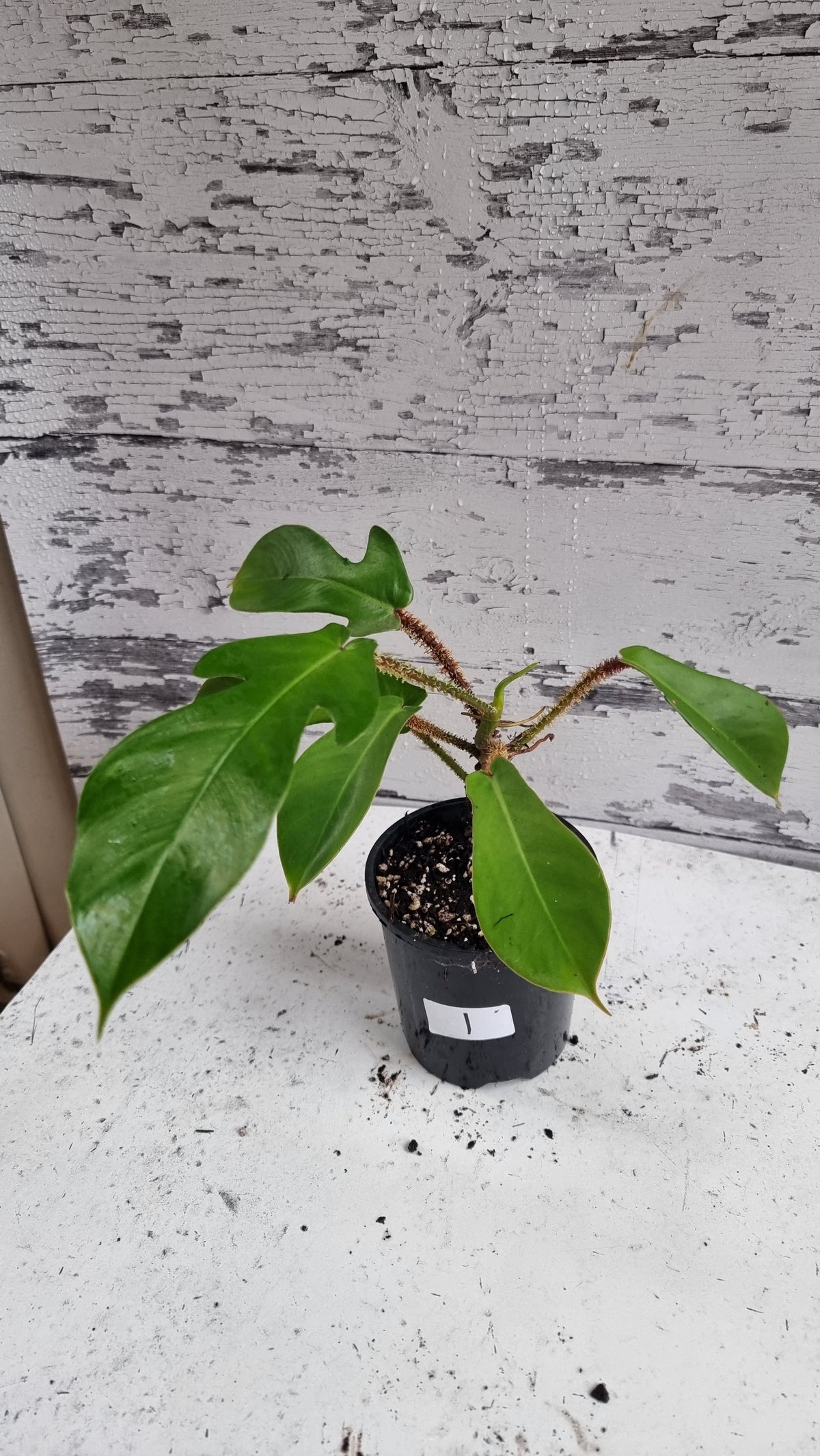 喜林芋