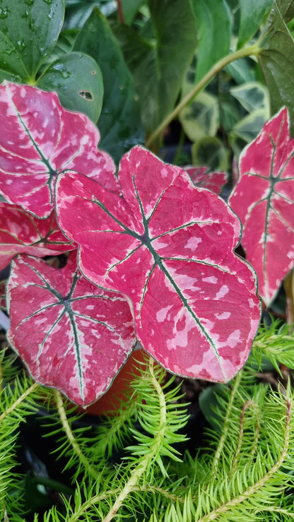 Caladium bicolour 'Fire Phoenix'