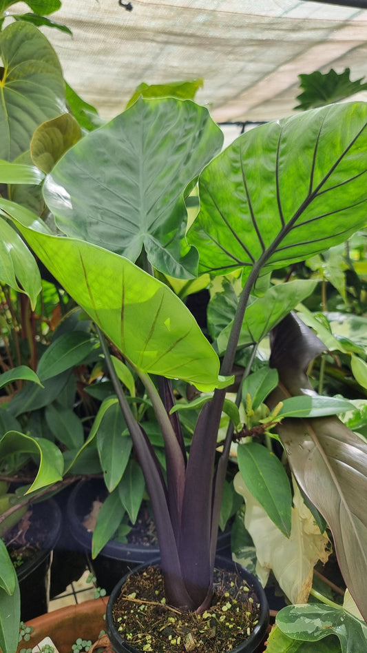 Alocasia 'Dark Star' - Elephant Ear Plant