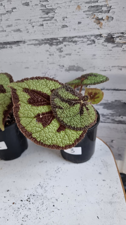 Begonia masoniana 'Rock'