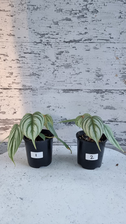 Philodendron sp. 'pastazanum silver'