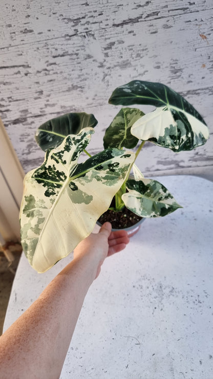 Alocasia micholitziana 'Frydek' - 雜色綠天鵝絨