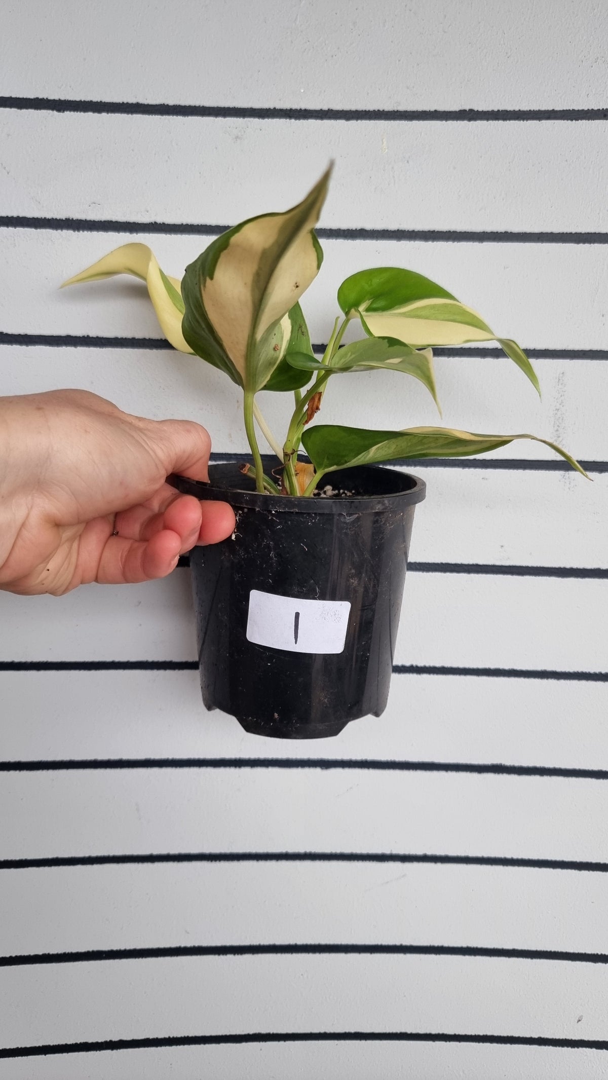 Philodendron hederaceum 'Rio'