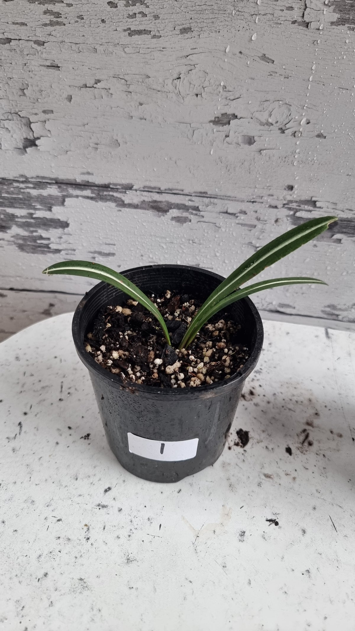 Hippeastrum striatifolium - Striped Amaryllis