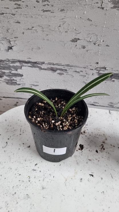 Hippeastrum striatifolium - Striped Amaryllis