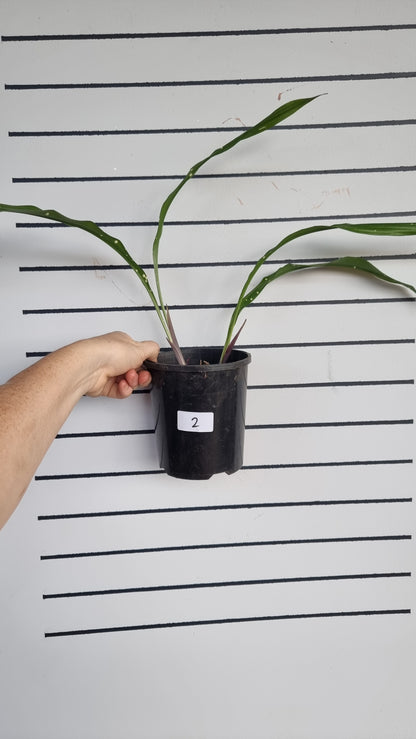 Aspidistra yingjiangensis ‘Singapore Sling’ - Leopard Cast Iron Plant