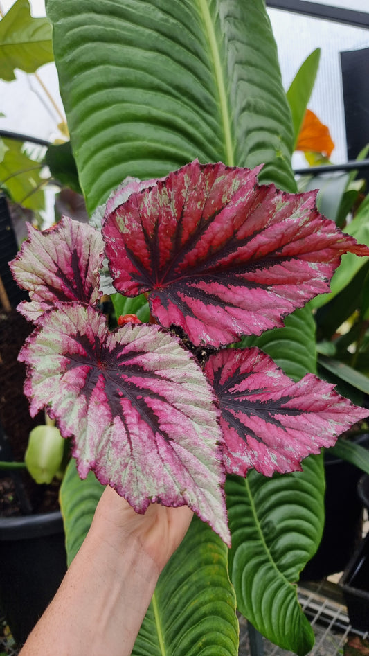 Begonia rex 'Evening Glow'