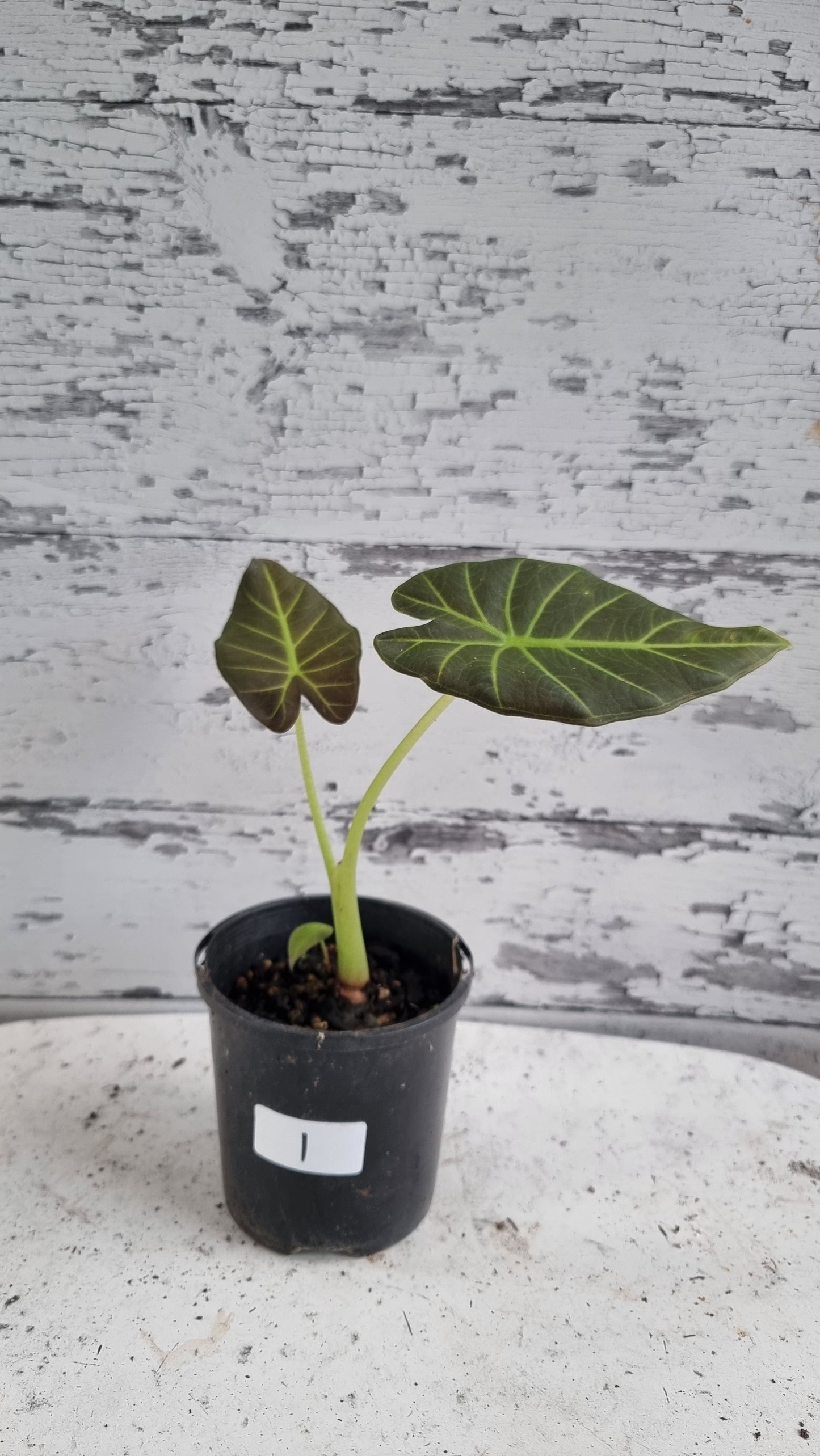 Alocasia 'Regal Shield' - Elephant Ear
