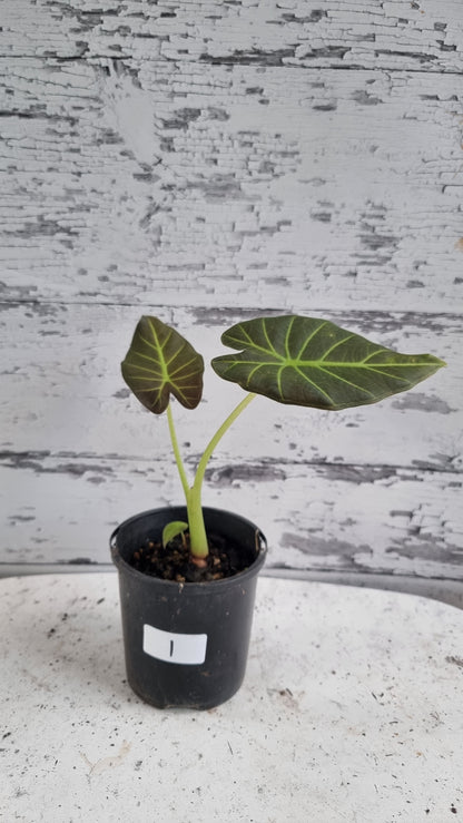 Alocasia 'Regal Shield' - Elephant Ear