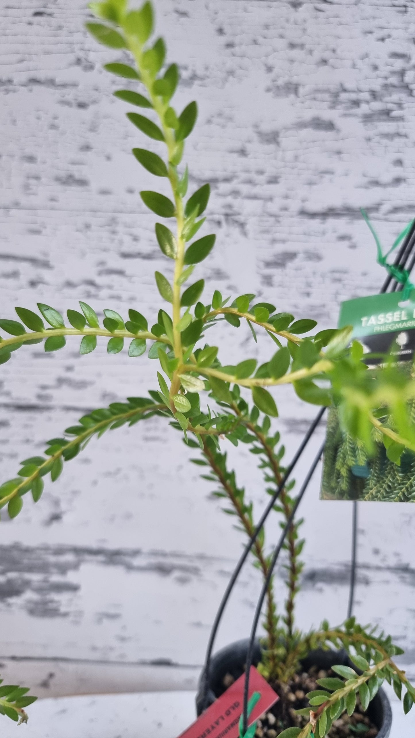 Phlegmariurus (syn. Huperzia) phlegmarioides 'QLD Layered' - Tassel Fern