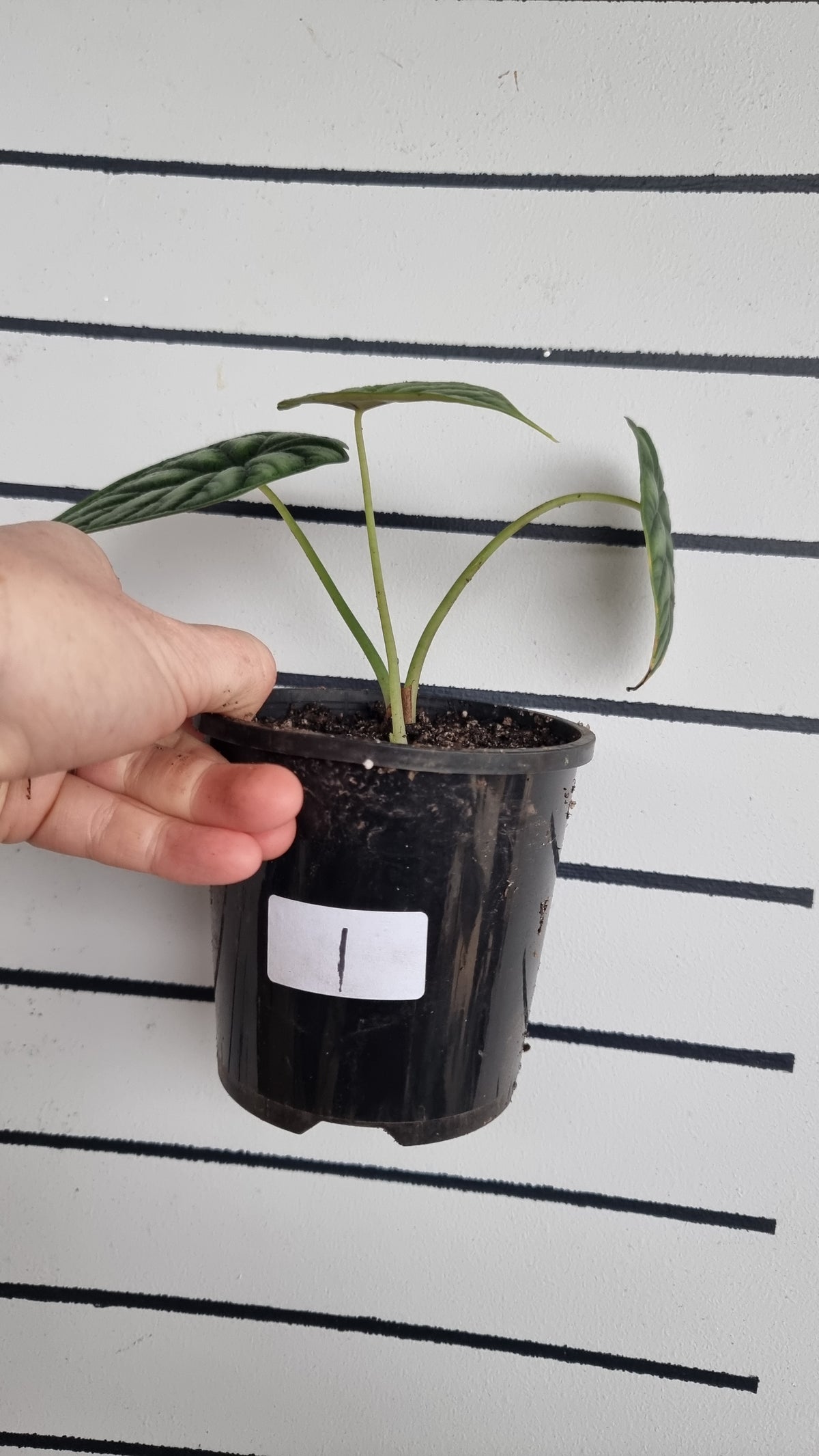 Alocasia baginda 'Black Dragon Scale' - Borneo