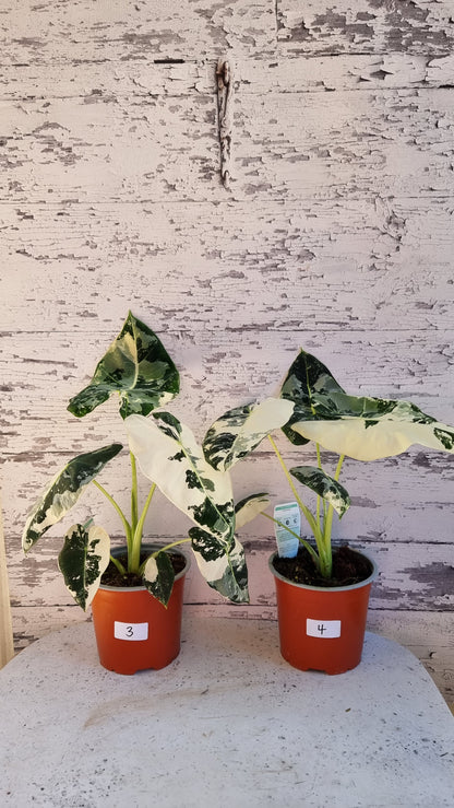 Alocasia micholitziana 'Frydek' - 雜色綠天鵝絨