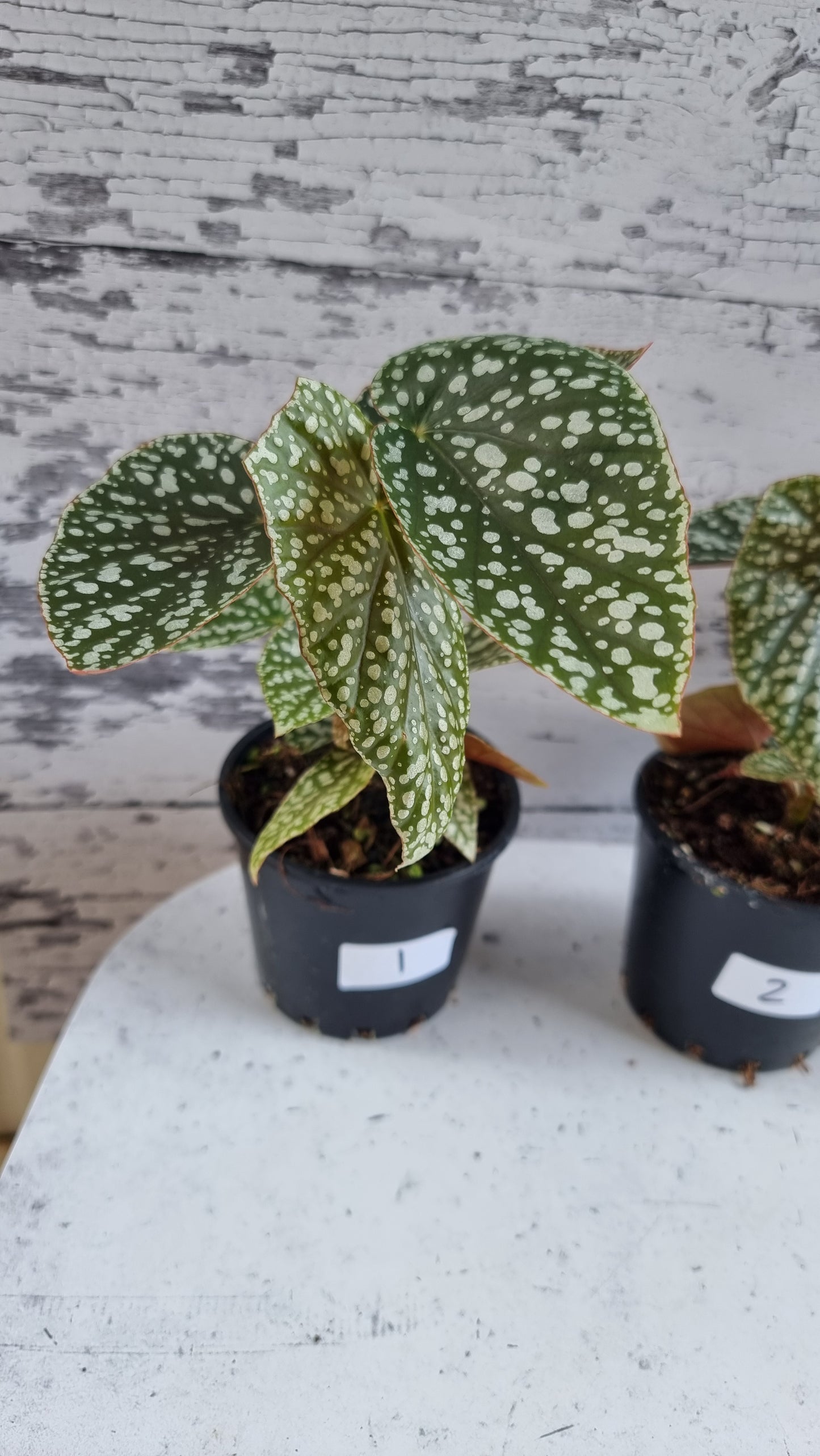 Begonia x 'White Ice' -  Cane-like Begonia