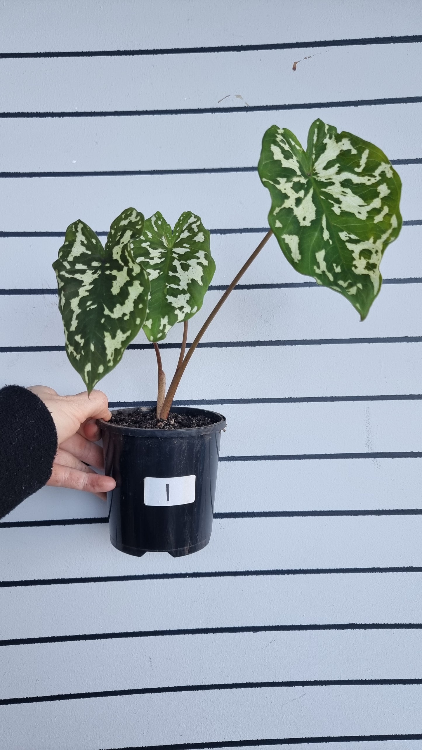 Caladium praetermissum 'Hilo Beauty' - Camouflage Elephant Ear