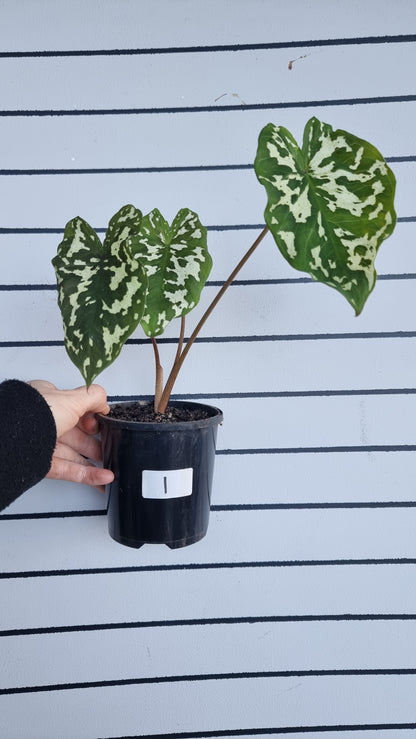 Caladium praetermissum 'Hilo Beauty' - Camouflage Elephant Ear