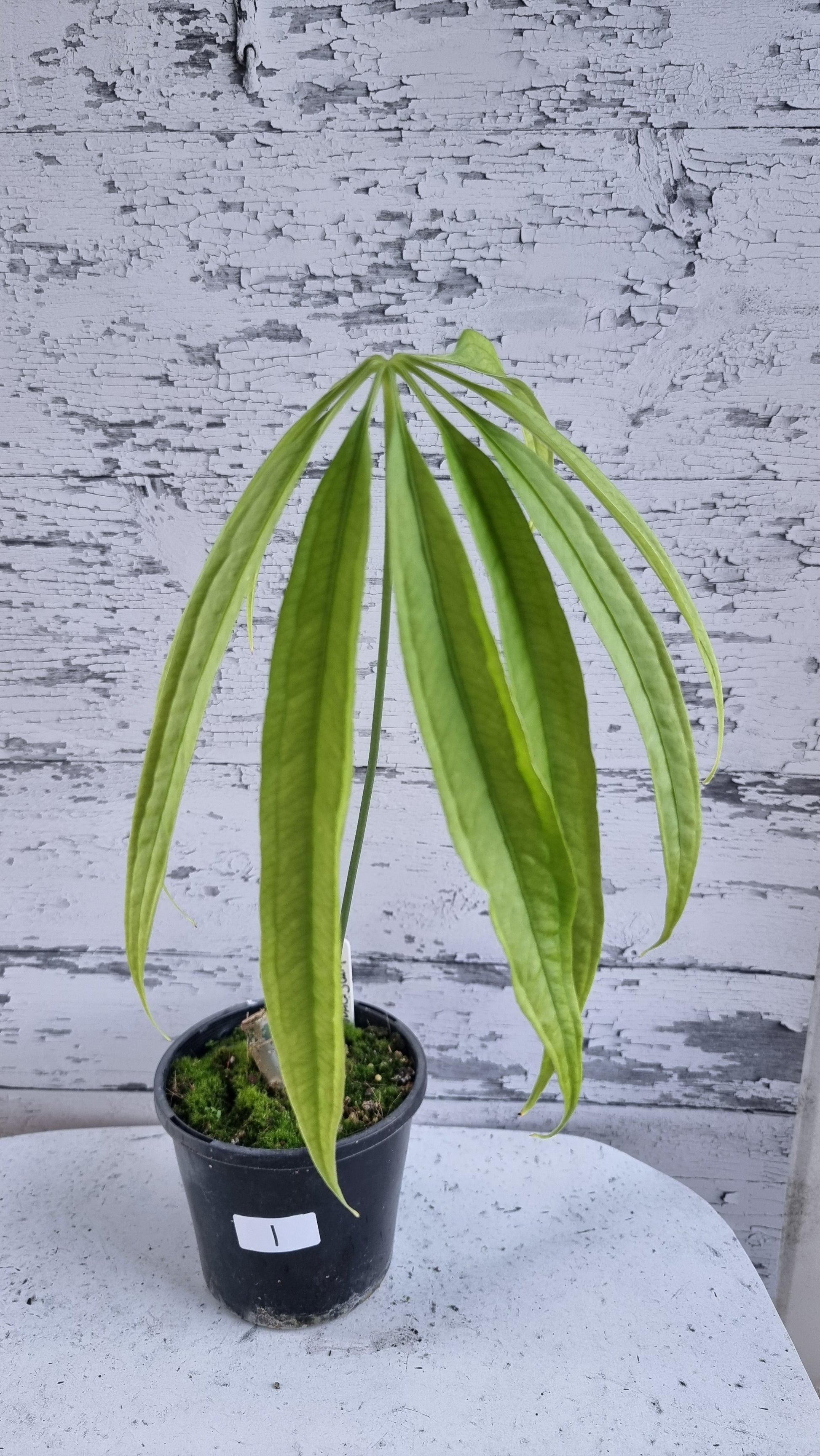 anthurium polydactylum Anthurium polydactylum