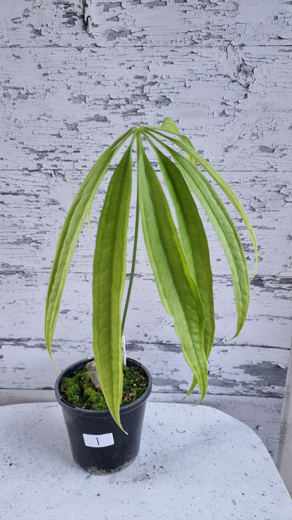 Anthurium polydactylum - Tropical Aroid