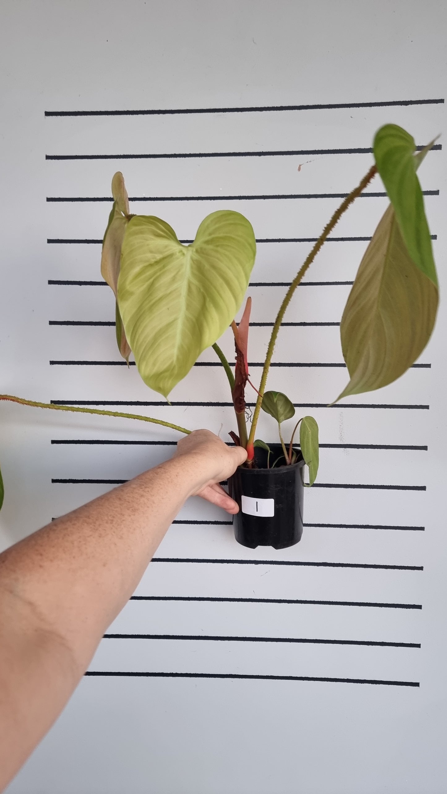 Philodendron 'Fuzzy Petiole'