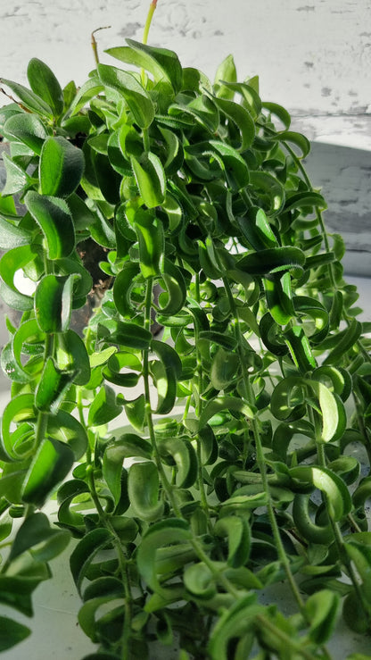 Aeschynanthus radicans 'Curly' - Lipstick Plant