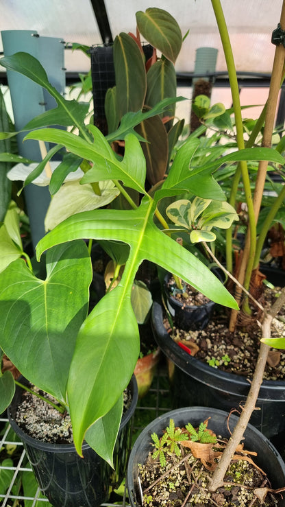 Philodendron pedatum 'Glad Hands'