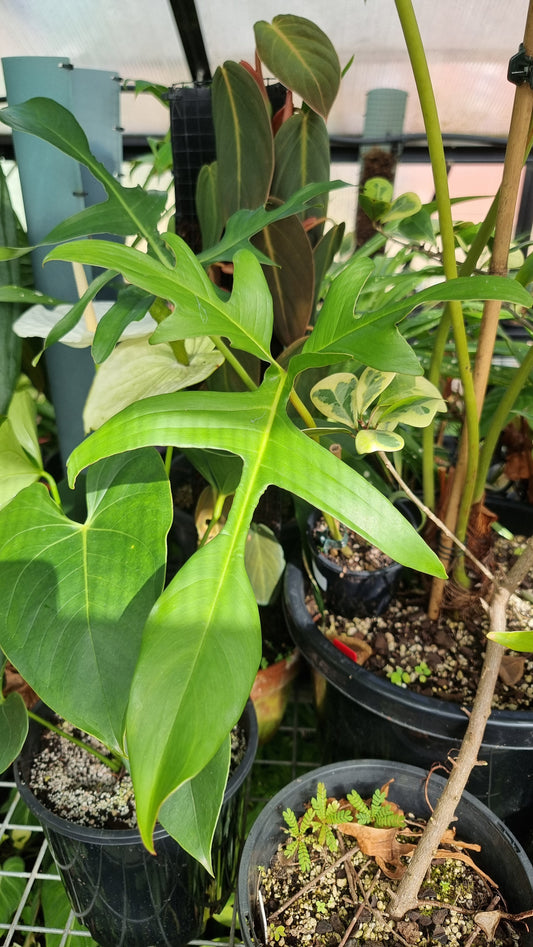 Philodendron pedatum 'Glad Hands'