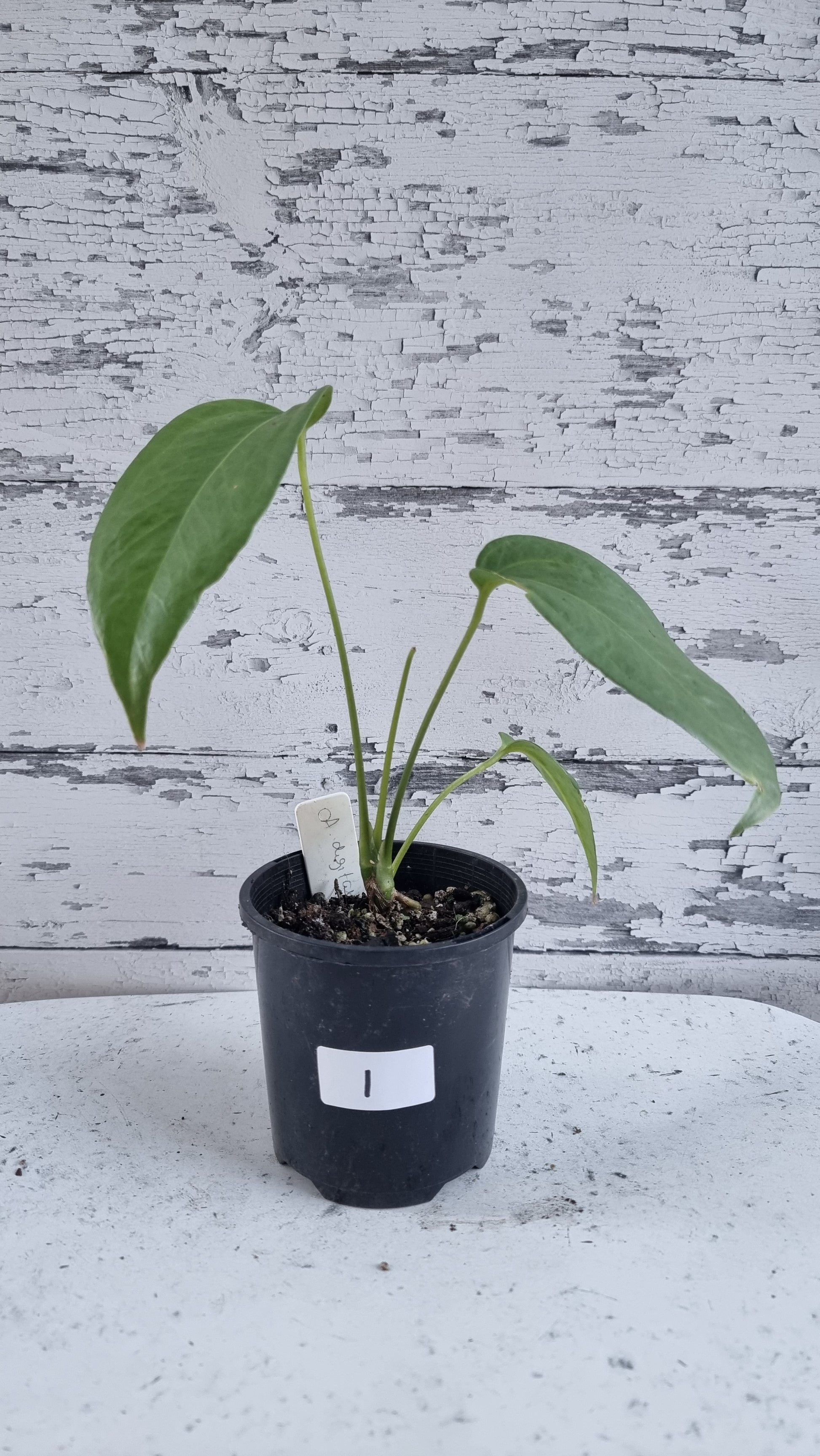 is anthurium an aroid Anthurium digitatum