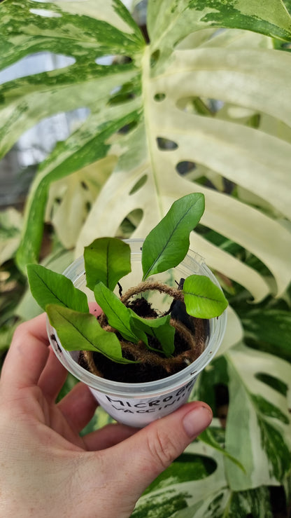 Microgramma vacciniifolia - 根茎蕨