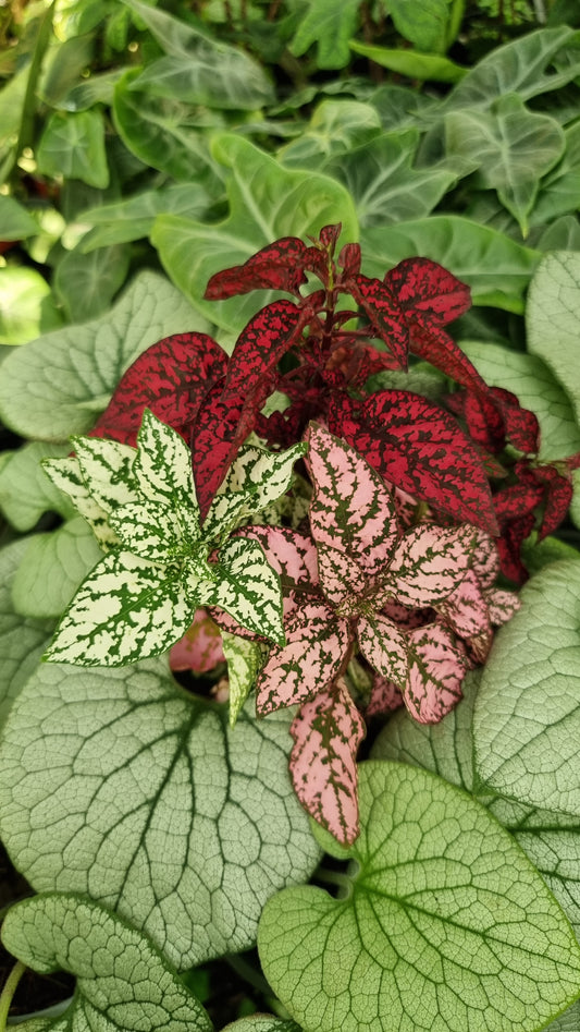 Hypoestes phyllostachya Trio - Polka Dot Plant