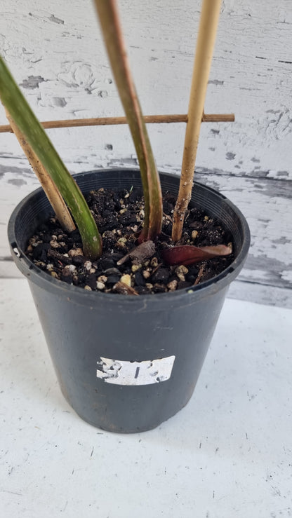 喜林芋（圆形）