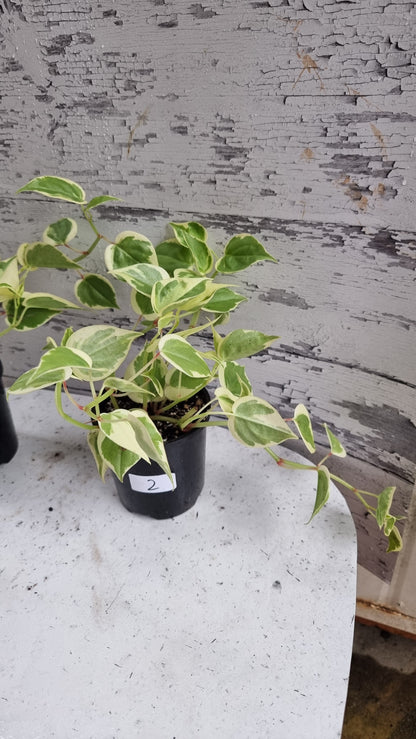Peperomia scandens variegata - Heart Leaf Peperomia