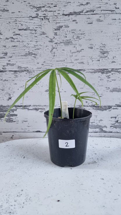 Anthurium polydactylum - Tropical Aroid