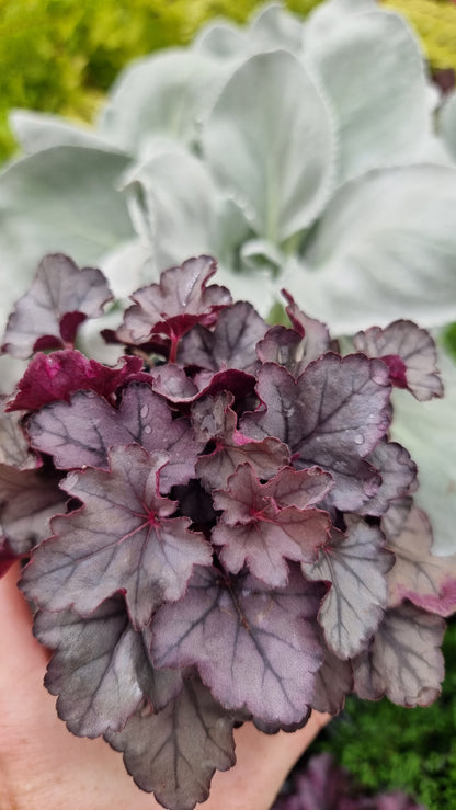 Heuchera 'Silver Jewel'
