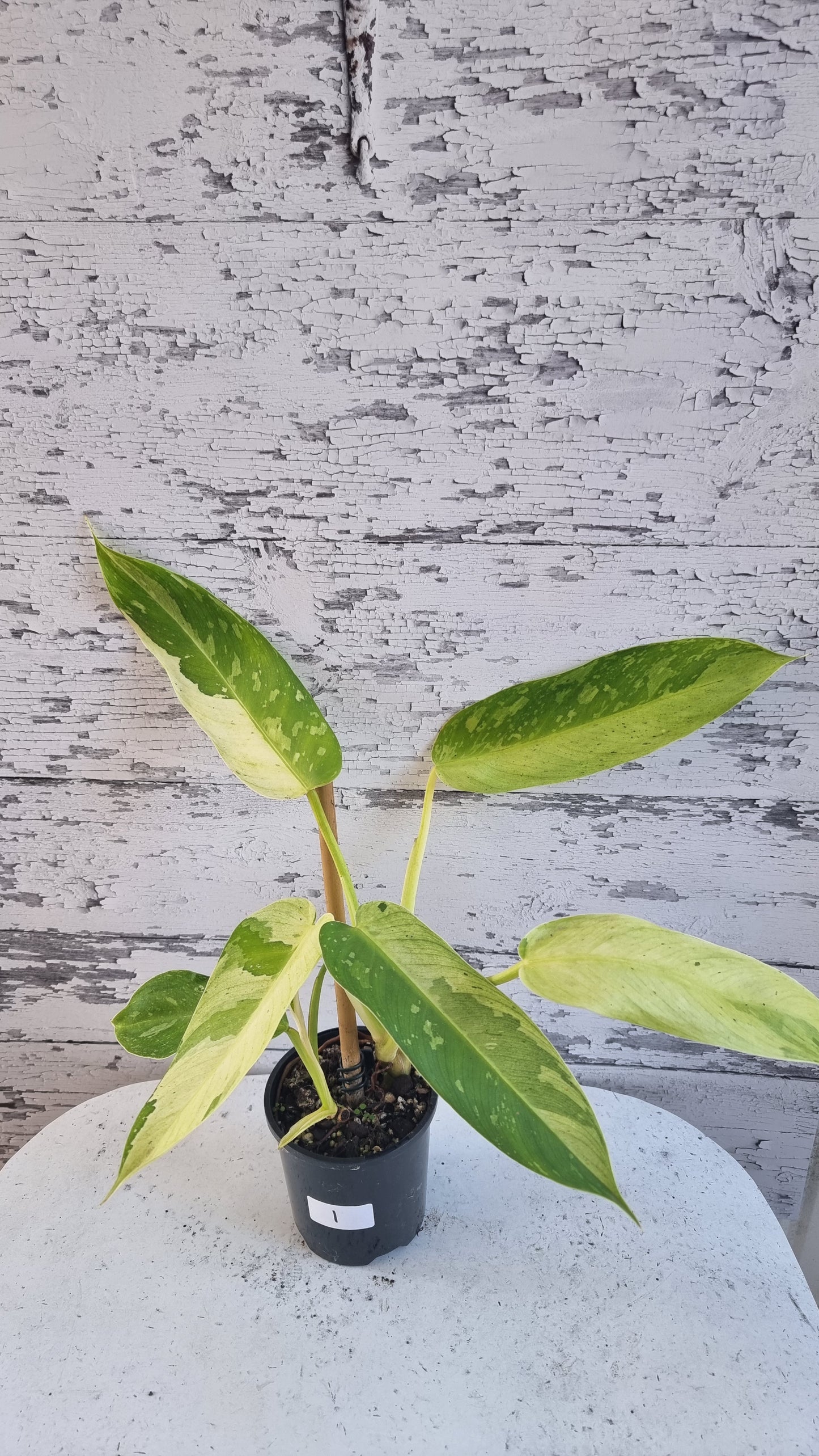 Philodendron 'Jose Buono'