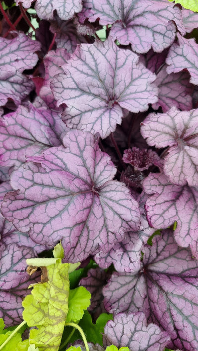 Heuchera 'Forever Purple' Landscaping & Garden Plants Root'd Plants 
