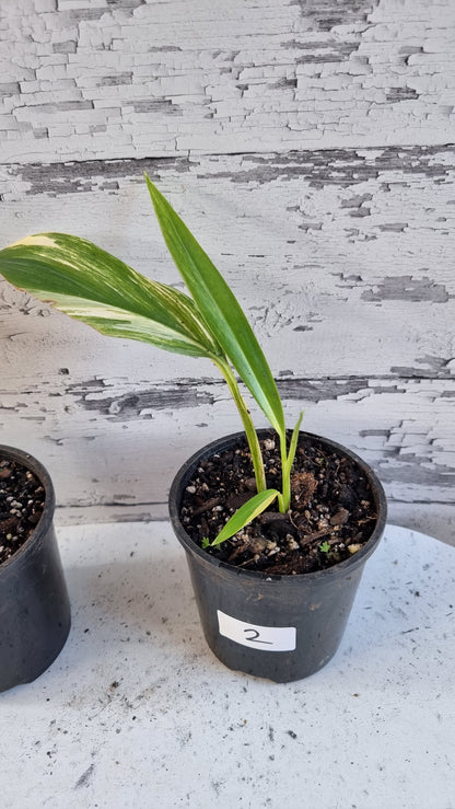 Epipremnum amplissimum variegata