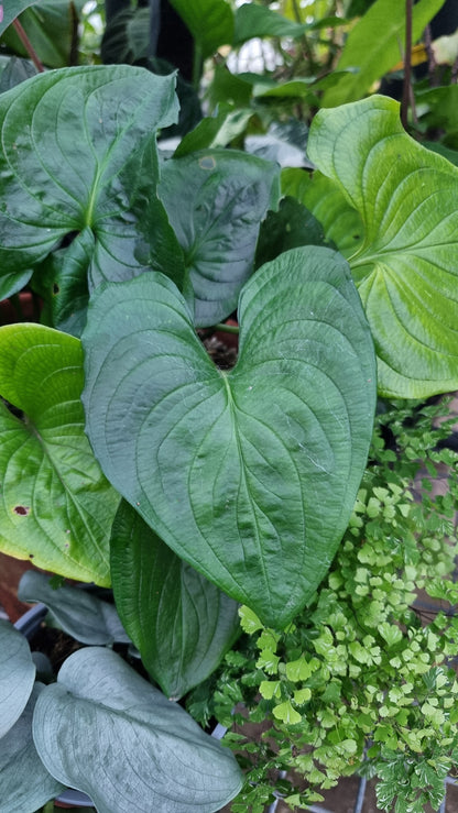 Cyanastrum cordifolium - Heartleaf cyanastrum