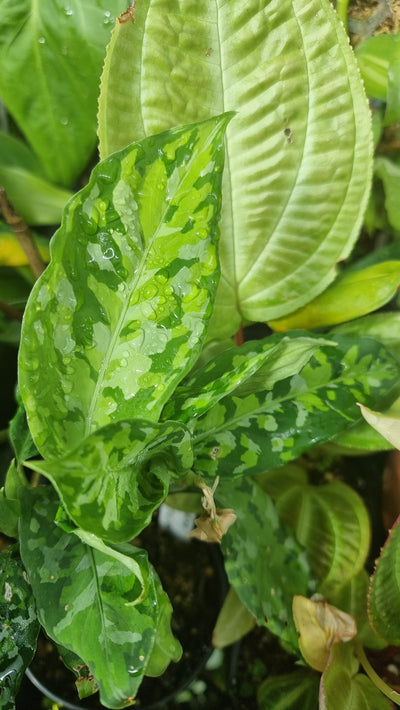 Aglaonema pictum tricolor - Camouflage Chinese Evergreen Root'd Plants 