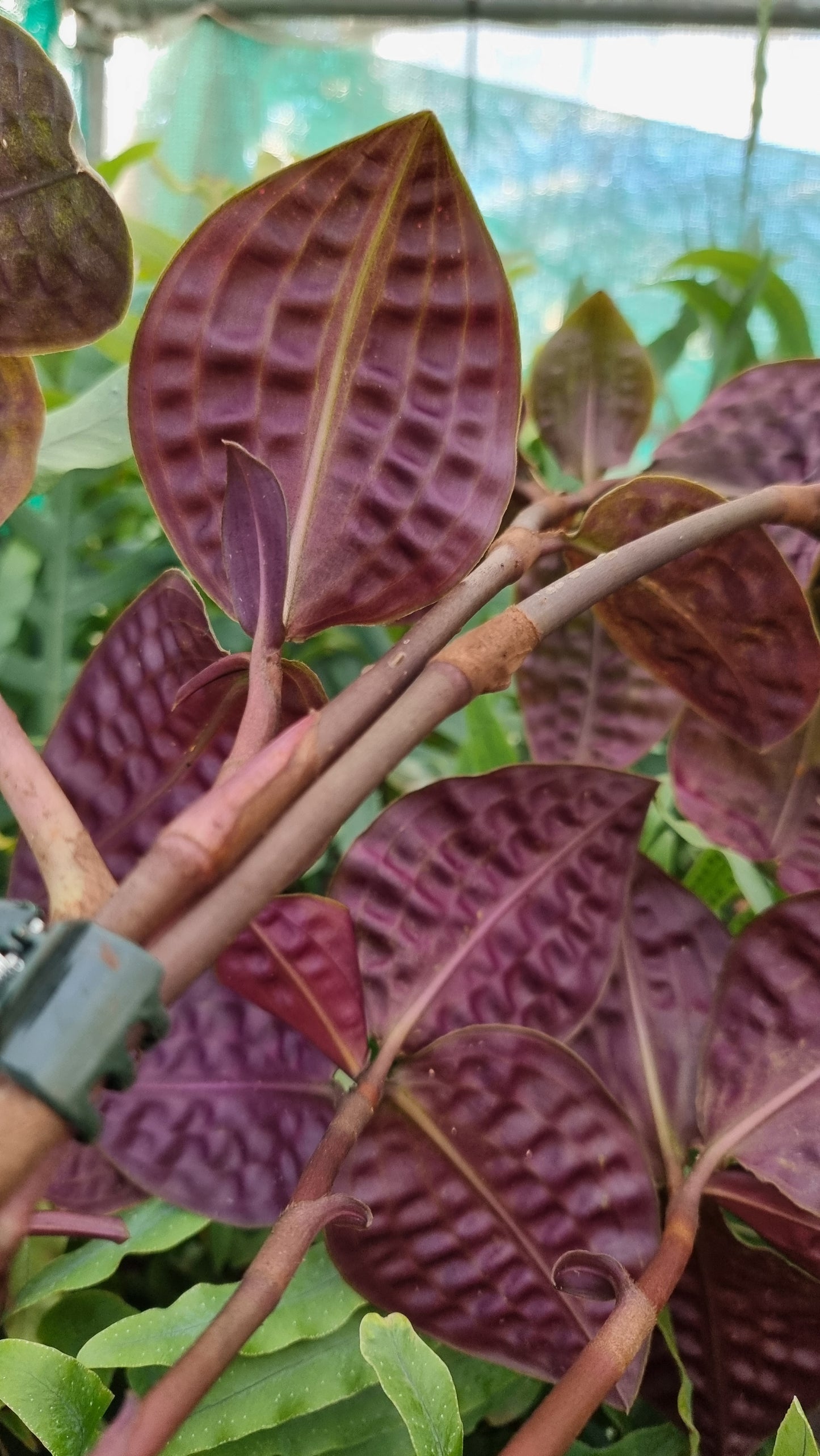 Geogenanthus poeppigii (Non-TC) - Seersucker Plant